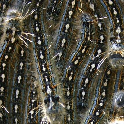 PestInfos's profile picture. Olivier Peyronnet - Veille sur les pesticides, leurs alternatives pour lutter contre les organismes nuisibles, leurs effets sur la santé et l'environnement