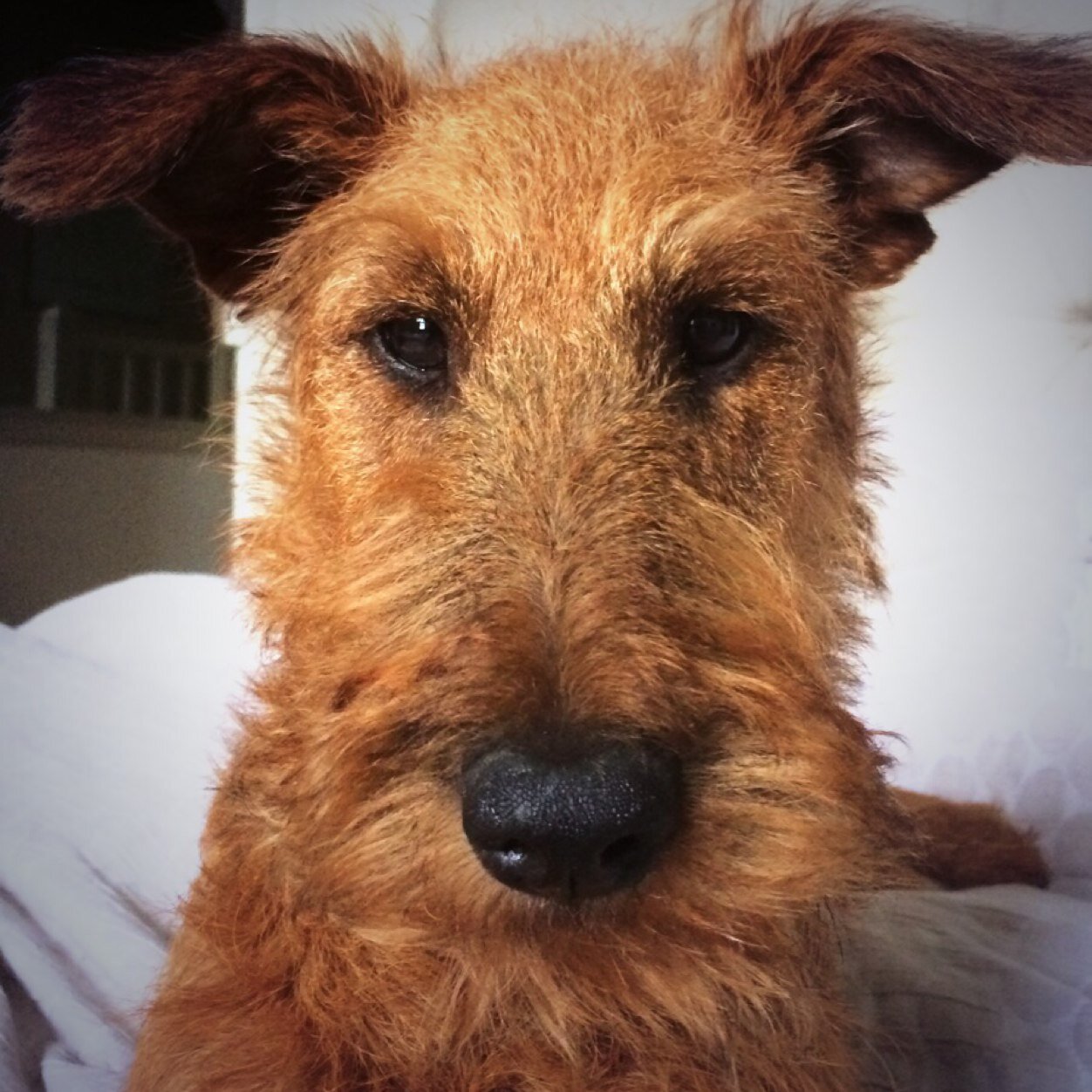 I am an Irish Terrier named Ruby. Born on January 2nd 2014. Proud member of #zombiesquad - keeping Surrey safe from the undead!