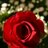 612flowers's profile image