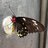 beeheart8's profile image