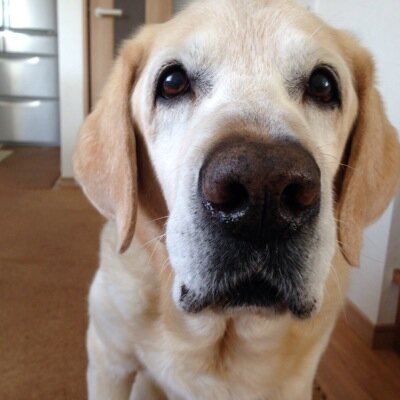 愛犬、ララとの幸せな毎日を
         つぶやきます