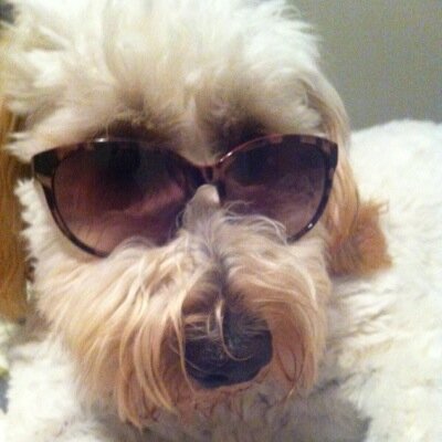 diannecarter2's profile picture. 