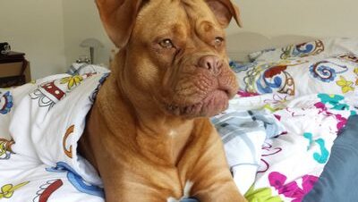 bordeaux dogge Gina .einzug ins neue heim. ihr leben und lustiges denken.Juhu 1.5 JAHR geschafft.:-):-)