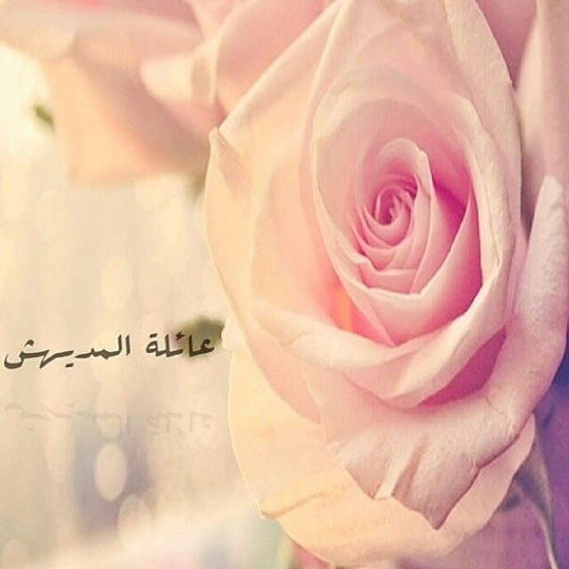 اهلاً وسهلاً بكم في موقعنا التواصل الاجتماعي للمديهش في التويتر . لمن اراد مشاركتنا في استقرام بالصور يقوم با ارسالها دايركت Inastgram ; almudaihish