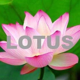 Lotus Commerciale - via Pasubio 47 - San Benedetto del Tronto (AP)