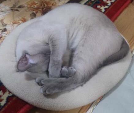 kigamas's profile picture. フリーライター。雑誌『フィギュア王』『コンプティーク』等／WEB『アニメイトタイムズ』『アニメ！アニメ！』等／シナリオ『STEINS;GATE』ドラマCD αとγ、『STEINS;GATE 線形拘束のフェノグラム（一部）』『凍京NECRO SUICIDE MISSION（一部）』。https://t.co/IJRjjQR3Ku