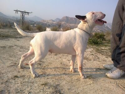 crtobull's profile picture. 