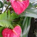 Wendy (Apple) - @wendCgk - Twitter