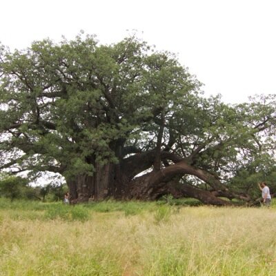 ExploreTrees's profile picture. Professional Tree Climbers specialising in conservation, canopy access and all things climbing in Africa and around the world.