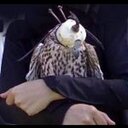 عاشقة الليل (@010hdj) Twitter