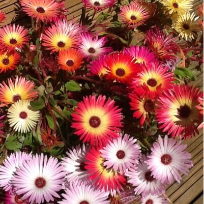 carolinemcombi_'s profile picture. 