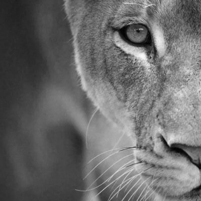 Mientras mas conozco al ser humano mas quiero a los animales.