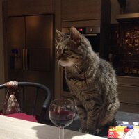 Chatigresse ن (@chatigresse) 's Twitter Profile