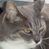 _peke2's profile picture. ゲーム開発会社のプログラマーらしい。言語はC、C++、Objective-C、PHP、Ruby、C#。最近ではErlangで関数型言語を勉強中。
老害にならないよう、いろいろなことに興味を持って生きる。