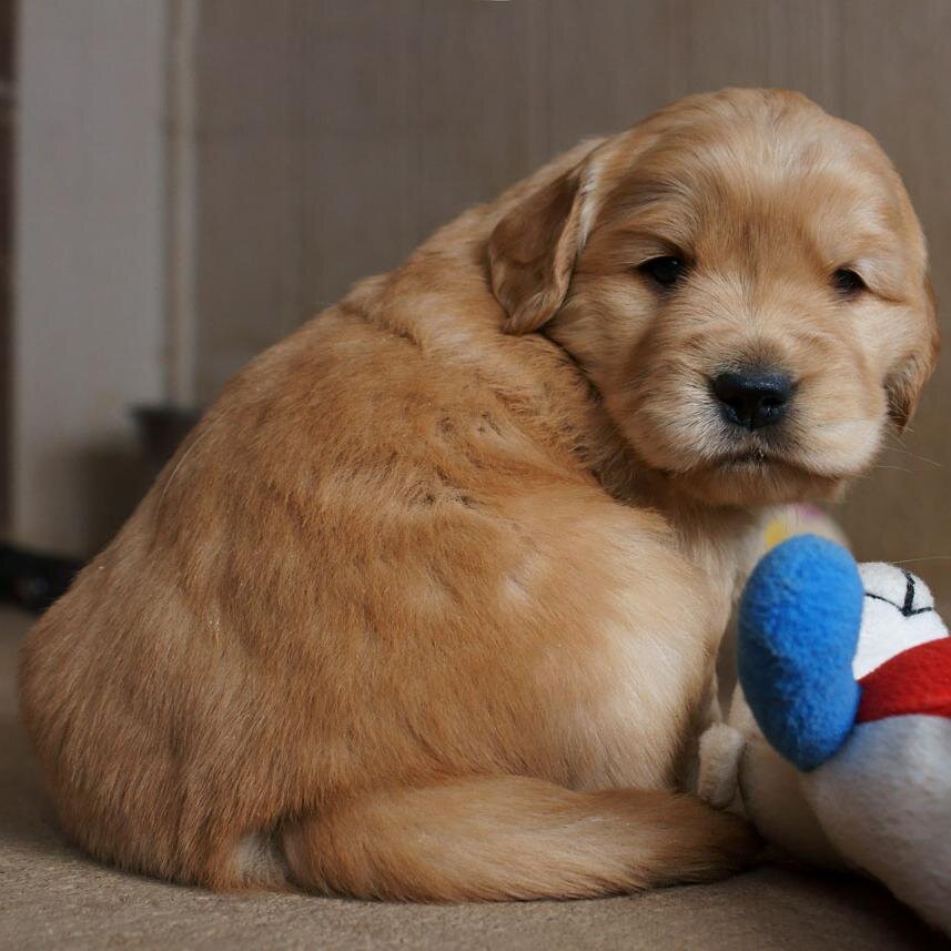 PuppyGifs's profile picture. hand-picked pups