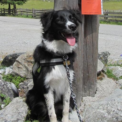 AronBorder's profile picture. Hey Leute!
Mein Name ist Aron. Ich bin ein Border Collie und bin am 13. Dezember 2013 auf die Welt gekommen.