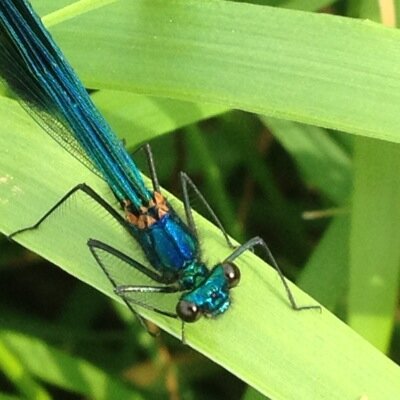 ochunchris's profile picture. 