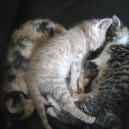 DougalCmk's profile picture. 