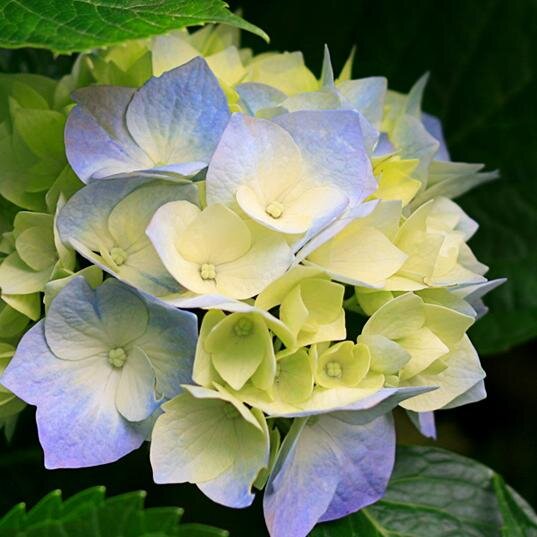 PDawuda's profile picture. 