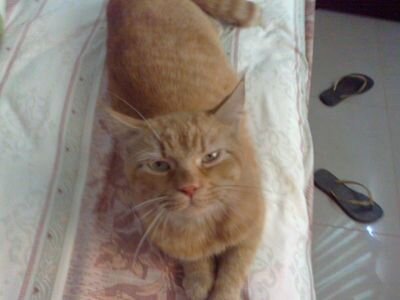 jokecaos's profile picture. Paz, libertad, justicia y progreso para Ecuador y América.