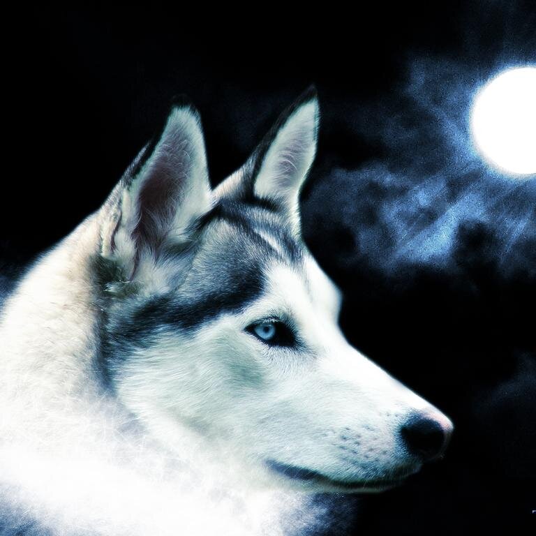 Rock, Metal and general guitar based music loving Wolves fan.