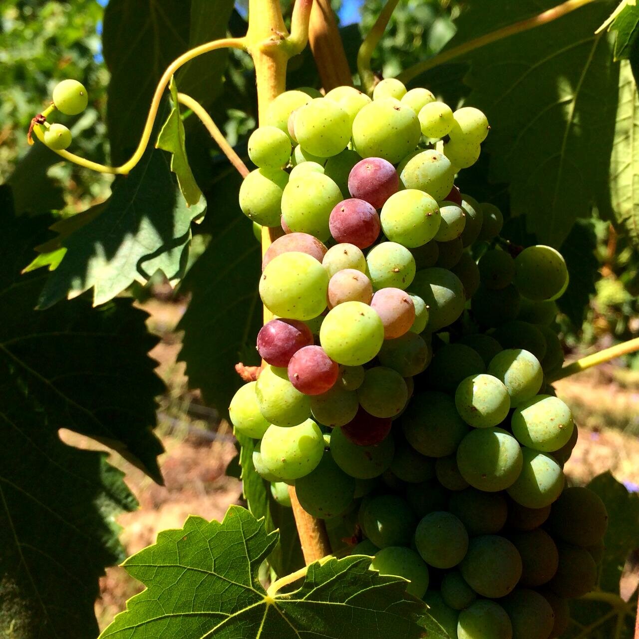 RIVINO_Winery's profile picture. Boutique Family Winery on the Russian River in Mendocino County