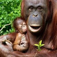 La Tierra es el planeta en el que vivimos, debemos luchar por seguir manteniendo la rica biodiversidad que la caracteriza. AYUDA A CUIDAR EL PLANETA.