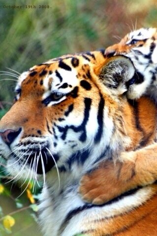 tigertech1966's profile picture. A pioneer in my field.