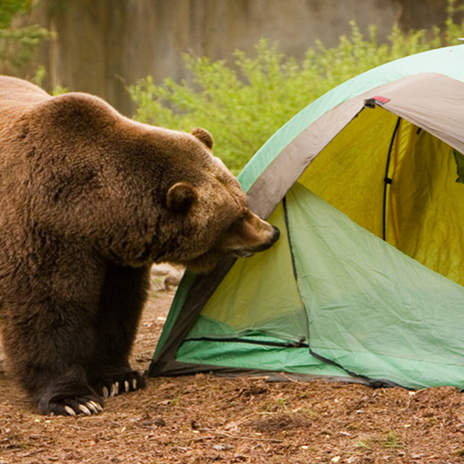 The BearTruth Store