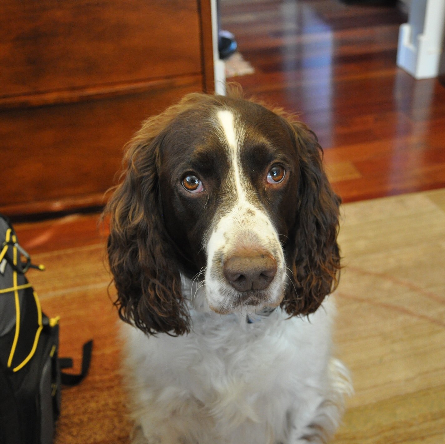 1richardgoodman's profile picture. Curious/retired college educator & LEO, grand-father.  Constitution and rule of law.  Always questioning.  Truthful and sarcastic. Opinions are my own.