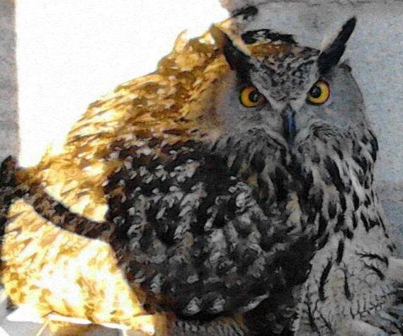 CaudeteEco's profile picture. 