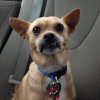 Roger Trippel (@rogertrippel) 's Twitter Profile