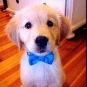 For those moments when you really need to look at a puppy (or something else that's cute).