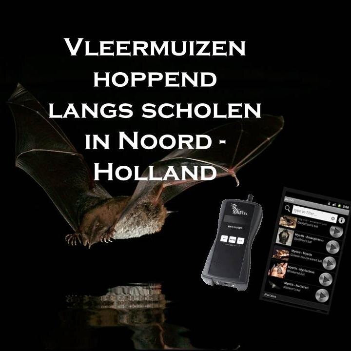 Bat-man hoppend langs Noord-Hollandse scholen. Jongeren op een actieve, uitdagende en innovatieve manier kennis laten maken met vleermuizen in hun wereld.