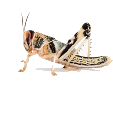 futtertier24's profile picture. Futtertiere, Futterinsekten, Lebendfutter