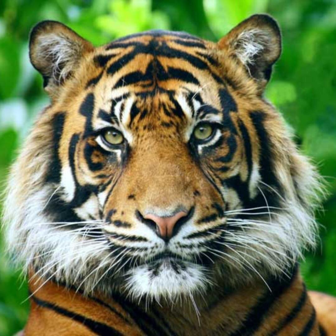 WagnerPHorvatte's profile picture. Cultivador de Bonsai