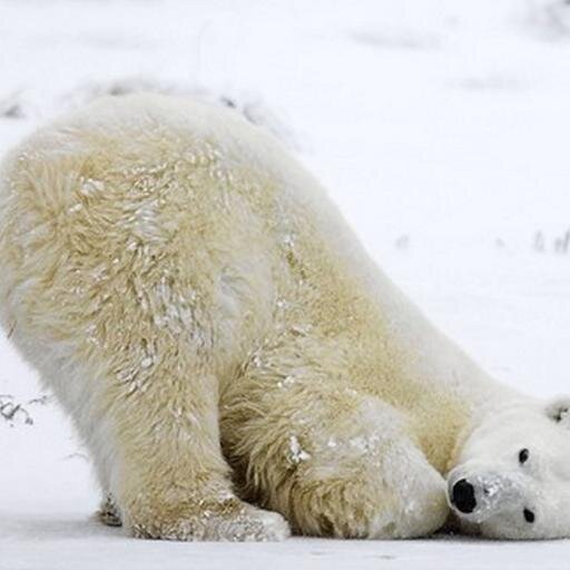 I love the snow and all the arctic animals