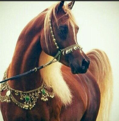 ‏‏جوليان الحربي  احب التصميم _والاخرراج_ وتنسيق المسابقات* والالعاب ؟والحفلات الككبيره^  رحمكك الله يافقيد* المجد *الاعلامي (خالد العريشي )♒