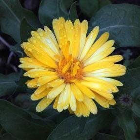 mefreaner's profile picture. Mujer independiente y critica del abuso social