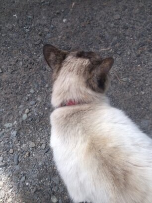 teppei03250325's profile picture. 社会人3年