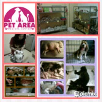 | Pet Shop & Clinic | Contact: ✉☎085743041957  | Jln. Wahid Hasyim No. 107a Palbapang Bantul Yogyakarta