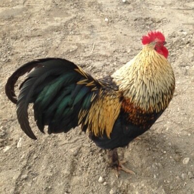 brockcockigan's profile picture. 