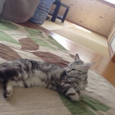 グラセフ5 実況者 Masaki Twitter