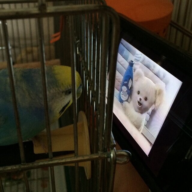 onakagaitai's profile picture. キーワードに反応してフォローしてくるほぼ全自動アカウントは即スパブロおばさんインザハウス/サムネは故インコにファーファMADを見せているところ(とても怒られた)