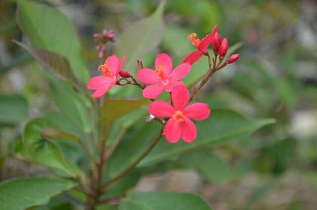 vianajuwita's profile picture. 