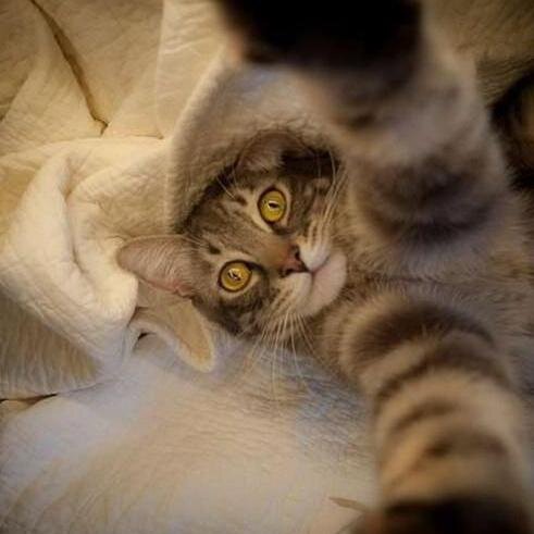 misifus y yo vamos a dominar el mundo :3 para poder tener todas las cosas que queramos y tener a los humano a nuestros pies y patitas