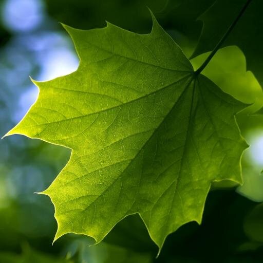 Environmentally Friendly Businessperson & Unelected Politcian. also a humble member of the Green Party of Canada. #GPC #yoga #organic #knowledge