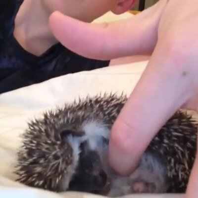 Hi I'm Max da hedgehog and my daddy is @TrevorMoran! I love Trevor, belly rubs, meal worms, and you!