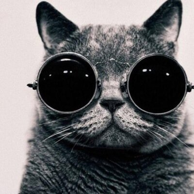 NiteKatz's profile picture. Always on the prowl