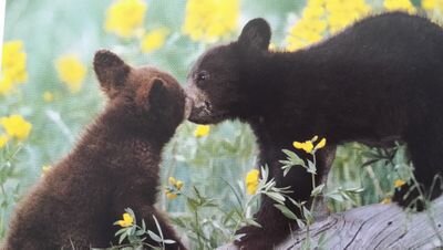 AliceJozzn's profile picture. 